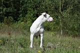 DOGUE ARGENTIN 046